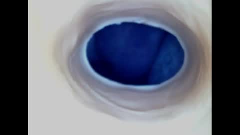 Snapshot of paulainoscente chatting on 06/14/26, 02:24 Paula 18 Aninhos online show from 06/14/26, 02:24