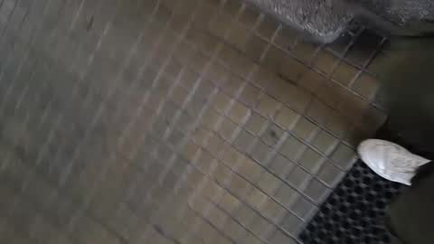 paulobascet online show from 01/11/25, 10:08