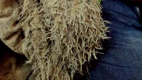 horror flying on the wings of the night.... online show from 01/25/25, 01:30