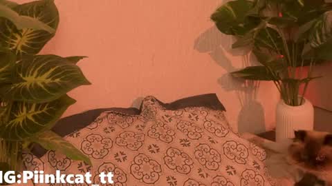 Snapshot of piinkcat chatting on 06/04/26, 07:14 Emi online show from 06/04/26, 07:14