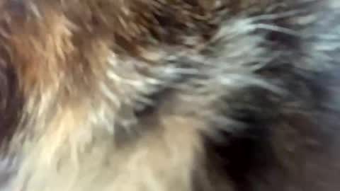 sweet angel baby  online show from 04/03/26, 12:03