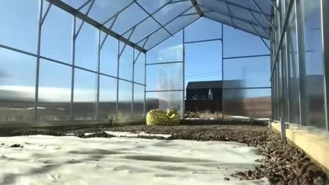 Snapshot of ps4pro chatting on 03/09/25, 10:30 Queen of Pain online show from 03/09/25, 10:30