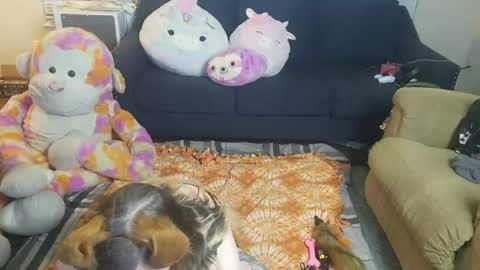 Snapshot of puppygirllovestobeg chatting on 06/21/26, 07:22 puppygirllovestobeg online show from 06/21/26, 07:22