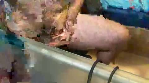 Snapshot of pussy_muncher_691 chatting on 10/08/25, 06:05 pussy_muncher_691 online show from 10/08/25, 06:05