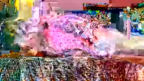 queenstonermami online show from 02/02/26, 10:25