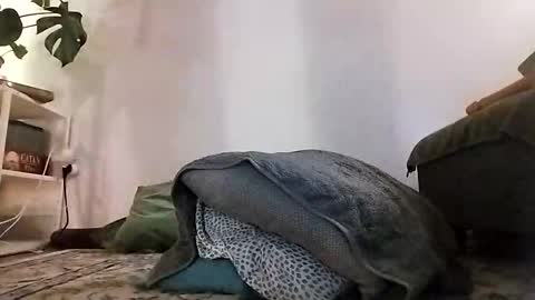 ranchoarg online show from 01/08/26, 05:48