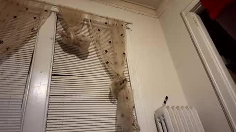 tranzGODess online show from 12/11/24, 05:53