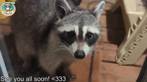 Ryan aka KeylimeRy online show from 03/11/26, 05:52