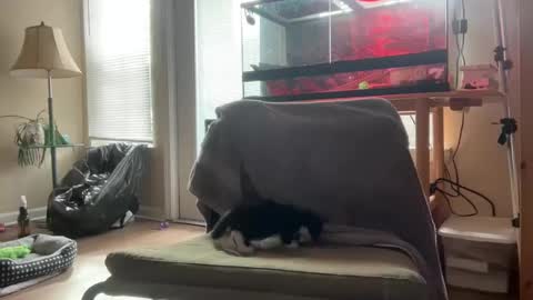 sabrosocockcarnesandwich online show from 10/05/25, 02:59