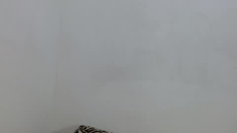 salome online show from 11/04/25, 06:29