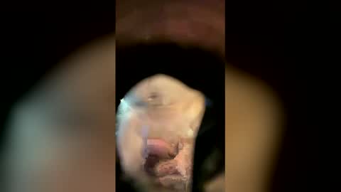 Sam online show from 04/18/26, 11:14