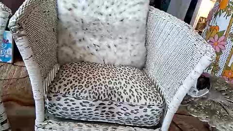 Snapshot of samboiamtho chatting on 04/03/26, 06:06 samboiamtho online show from 04/03/26, 06:06