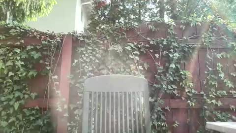 Snapshot of sammieplays chatting on 05/17/26, 08:05 Playful Sammie online show from 05/17/26, 08:05