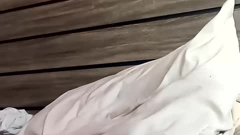 SnowBunny online show from 01/24/25, 06:46