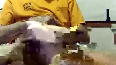 Snapshot of scoutiii chatting on 03/10/25, 10:37 scoutiii online show from 03/10/25, 10:37