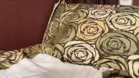 Snapshot of sebilone chatting on 12/29/24, 06:27 Hennriette and Sebastian online show from 12/29/24, 06:27