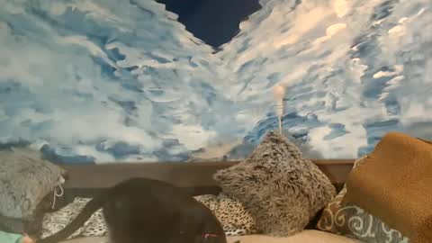 Snapshot of sexyeni chatting on 02/22/25, 11:46 ENI pvt moan your name WHEN I M NOT online you tell me in SNAPCHAT deal yes add me... FREE TWITTER magiconline101...... online show from 02/22/25, 11:46