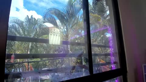 Shana online show from 01/31/25, 05:32