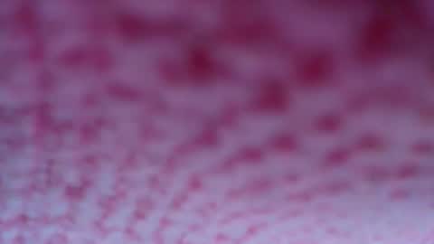 Snapshot of shelsyzevee_ chatting on 10/23/25, 04:50 shelsyzevee_ online show from 10/23/25, 04:50