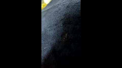 Snapshot of shurthingxx chatting on 01/28/25, 12:22 shurthingxx online show from 01/28/25, 12:22