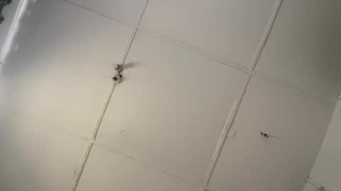 Snapshot of silkyandmaster chatting on 03/08/26, 08:51 silkyandmasterr online show from 03/08/26, 08:51