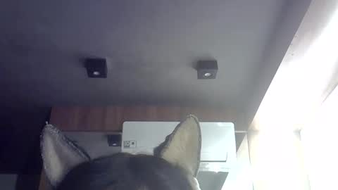 Snapshot of skinnykittencam chatting on 05/29/26, 09:29 skinnykittencam online show from 05/29/26, 09:29