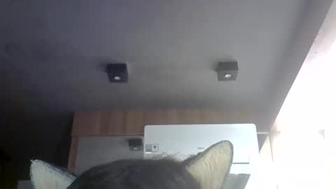 Snapshot of skinnykittencam chatting on 05/30/26, 07:00 skinnykittencam online show from 05/30/26, 07:00