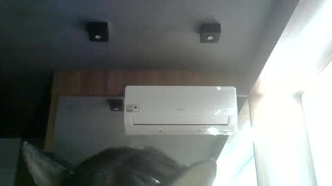 Snapshot of skinnykittencam chatting on 06/15/26, 08:33 skinnykittencam online show from 06/15/26, 08:33
