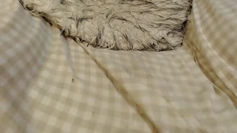 Snapshot of skinnytrans69 chatting on 01/16/26, 12:09 skinnytrans69 online show from 01/16/26, 12:09