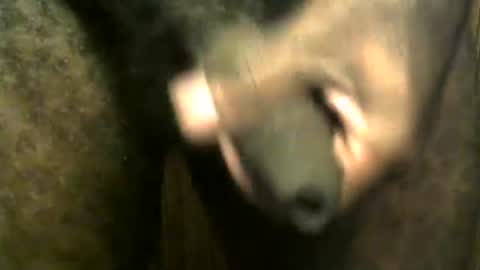 Snapshot of snkr1244 chatting on 12/28/24, 07:55 snkr1244 online show from 12/28/24, 07:55