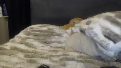 sofi online show from 06/08/26, 02:01