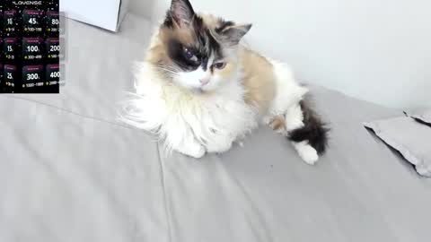 sophiebaker__ online show from 02/03/26, 02:10