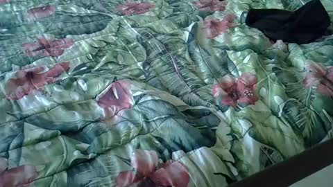 Rocco-load online show from 01/15/25, 03:39