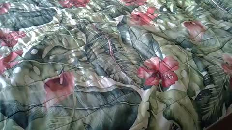 Rocco-load online show from 02/23/25, 03:40