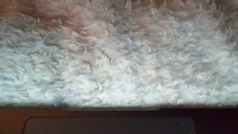 Suseee online show from 04/07/26, 04:46