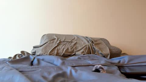 Snapshot of sweet6161 chatting on 03/24/26, 03:17 Zeppelin man online show from 03/24/26, 03:17