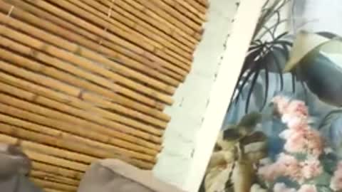 tacovegan4 online show from 12/05/25, 05:20