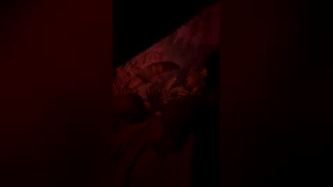 tacovegan4 online show from 01/06/26, 07:23