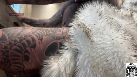 Snapshot of tankguyusa chatting on 04/02/26, 09:45 Tank Guy online show from 04/02/26, 09:45