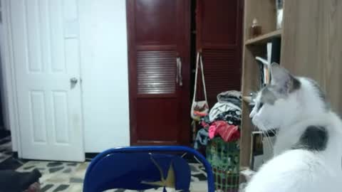 Angeline  Follow  online show from 06/11/26, 01:05