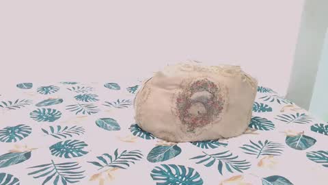 Snapshot of toadboys chatting on 02/09/25, 07:16 David online show from 02/09/25, 07:16