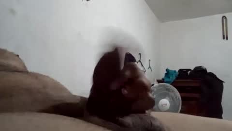 Snapshot of tobe557337 chatting on 12/17/24, 07:29 tobe557337 online show from 12/17/24, 07:29