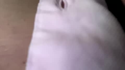 Snapshot of tommit84 chatting on 10/19/25, 04:13 tommit84 online show from 10/19/25, 04:13