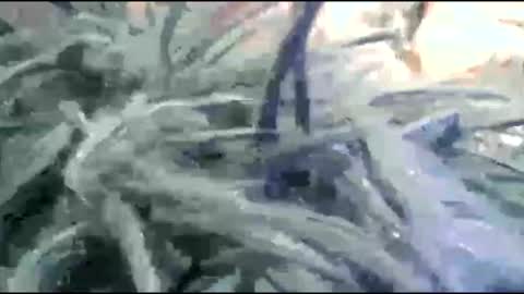 tooshort30w59675 online show from 02/17/26, 05:19