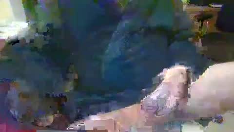 Topcat127 online show from 01/26/25, 07:10