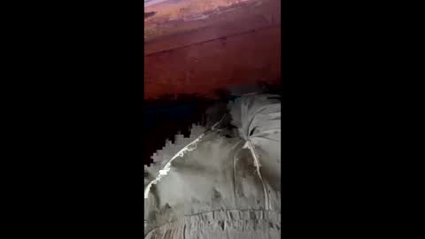 Snapshot of tree553 chatting on 01/17/25, 08:44 tree553 online show from 01/17/25, 08:44