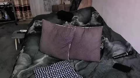 Lana online show from 11/20/25, 09:58