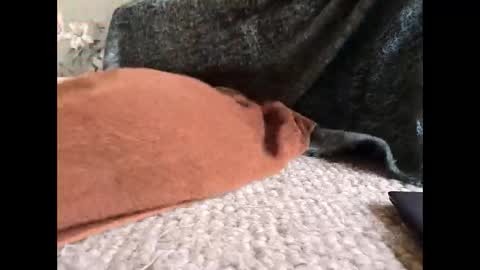 Veined lollypop online show from 03/31/26, 09:21