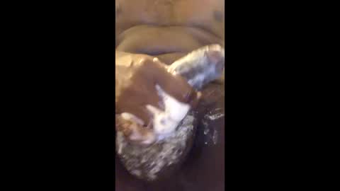 Snapshot of vincycock99 chatting on 04/22/26, 12:57 vincycock99 online show from 04/22/26, 12:57