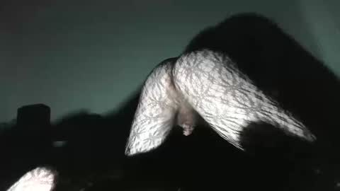 Virgowithabig online show from 01/13/25, 11:30